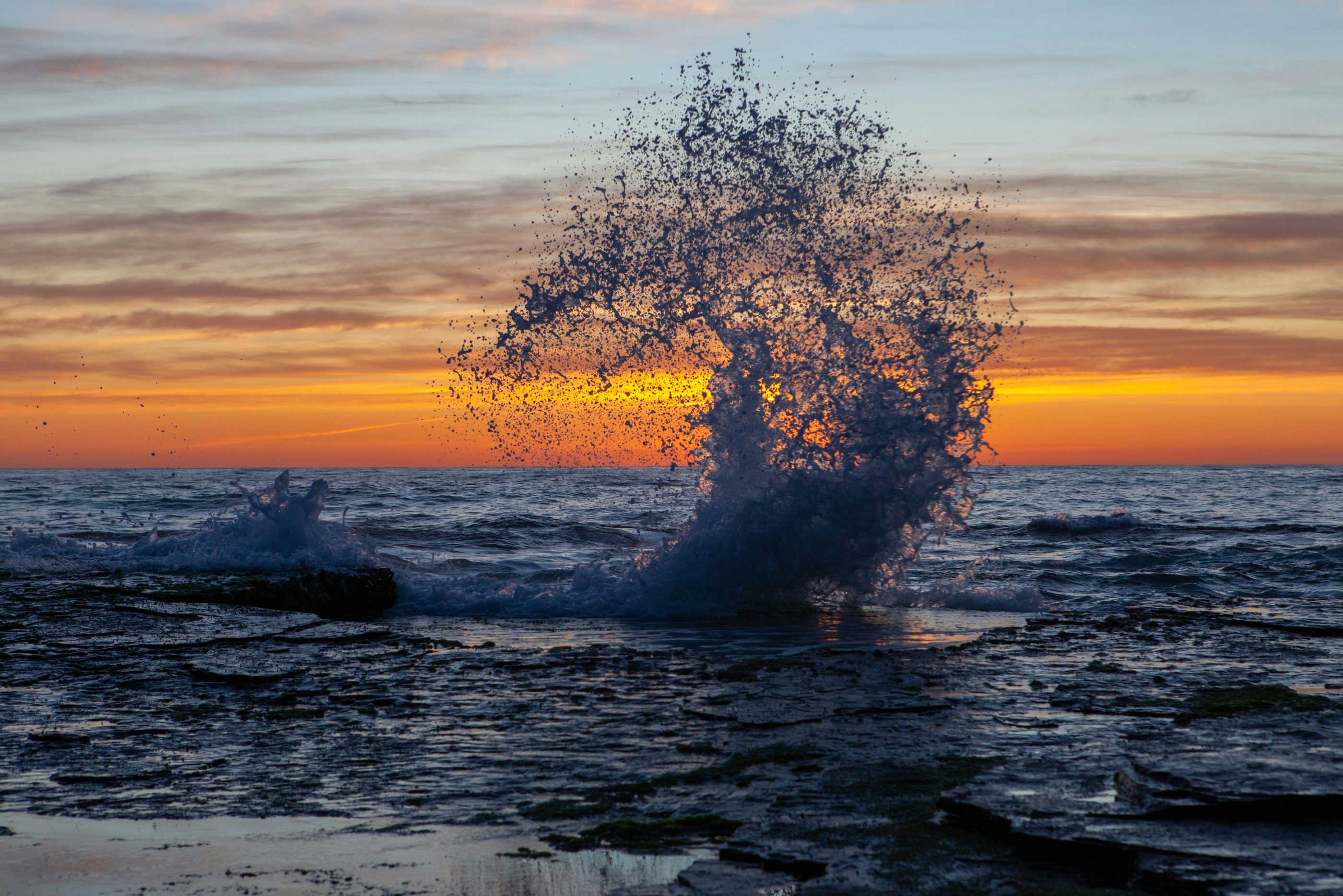 tree on the shore during sunset